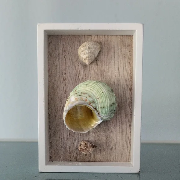Sea Snail Mounted Turbo Imperialis Home Decor Coastal Beach Ocean Seashell - Picture 4 of 10